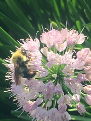 Bombus bimaculatus