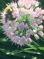 Bombus bimaculatus