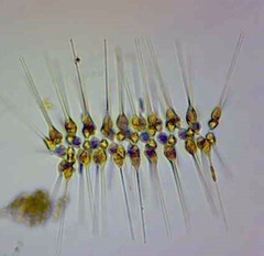 Asterionellopsis glacialis