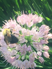 Bombus bimaculatus
