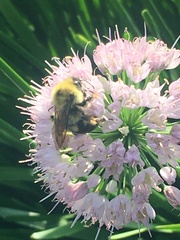 Bombus bimaculatus