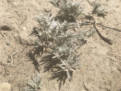 Munroa squarrosa
