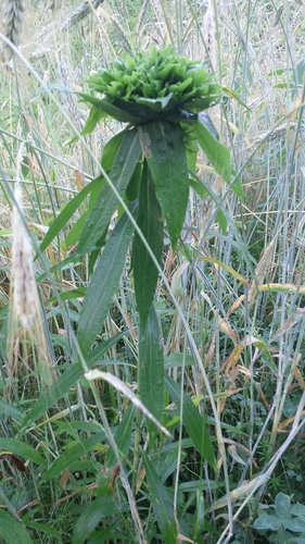 Rhopalomyia capitata gall photographed by Tom Norton