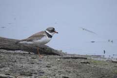 Charadrius semipalmatus