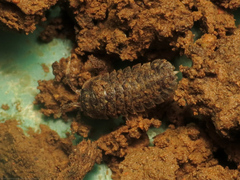 Scleropactidae