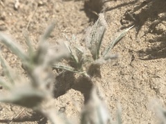 Munroa squarrosa