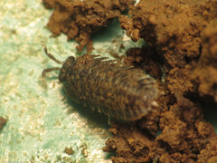 Scleropactidae