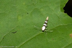 Argyresthia calliphanes