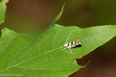 Argyresthia calliphanes