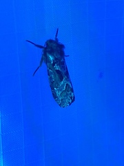 Korscheltellus gracilis