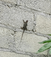 Sceloporus albiventris
