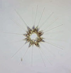 Asterionellopsis glacialis