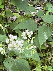 Lycomorpha pholus