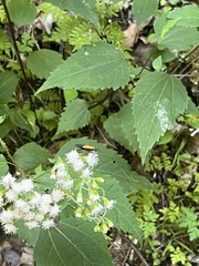 Lycomorpha pholus