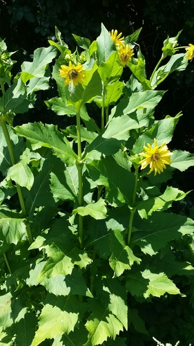 Silphium perfoliatum iNat (2)