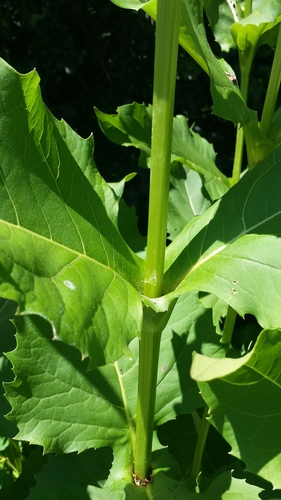 Silphium perfoliatum