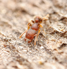 Tetramorium lanuginosum
