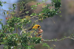 Icterus pustulatus graysonii