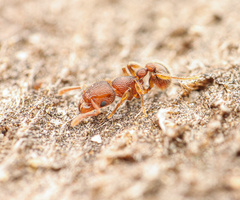 Tetramorium lanuginosum