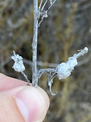 Rhopalomyia floccosa