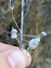 Rhopalomyia floccosa