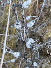 Rhopalomyia floccosa