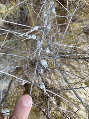 Rhopalomyia floccosa