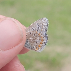 Polyommatus icarus