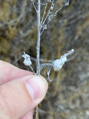 Rhopalomyia floccosa