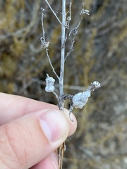 Rhopalomyia floccosa