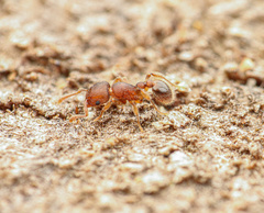 Tetramorium lanuginosum