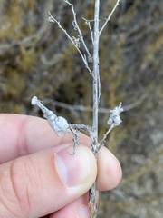 Rhopalomyia floccosa