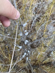 Rhopalomyia floccosa