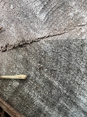 Tetramorium lanuginosum