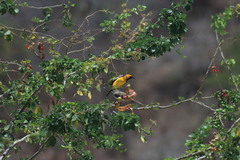 Icterus pustulatus graysonii