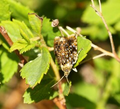 Olethreutes astrologana