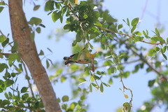 Setophaga pitiayumi insularis