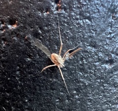 Paroligolophus agrestis