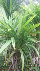 Pandanus amaryllifolius