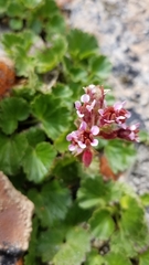 Telesonix heucheriformis