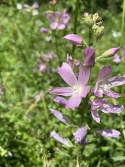 Sidalcea campestris