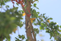 Setophaga pitiayumi insularis