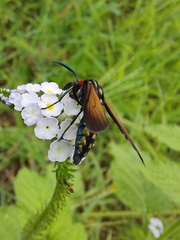 Eriphioides ustulata