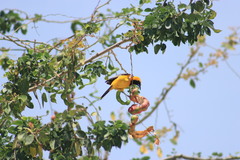 Icterus pustulatus graysonii