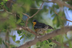 Setophaga pitiayumi insularis