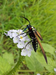 Eriphioides ustulata