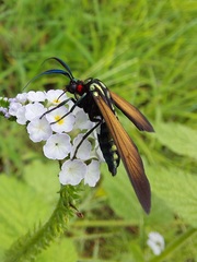 Eriphioides ustulata