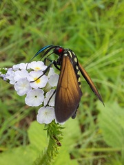 Eriphioides ustulata