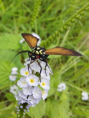 Eriphioides ustulata