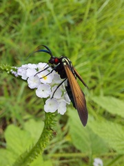 Eriphioides ustulata